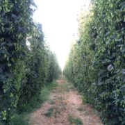 Yakima Valley Hops A Critical Ingredient to Washington’s Hops