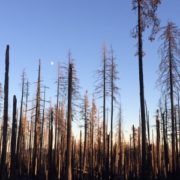 img_2817-1-633×300 Thinking on an “Era of Megafires”