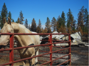 Lincoln-HorseRanch