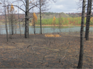 Above Lake Roosevelt. Photo credit: Lea Shields, Lincoln County Conservation District