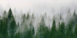 Washing-Fire-Adapted-Network_blog-header